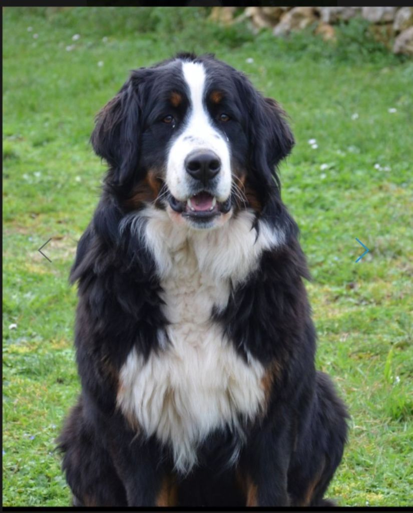 Usia du bois des feux follets