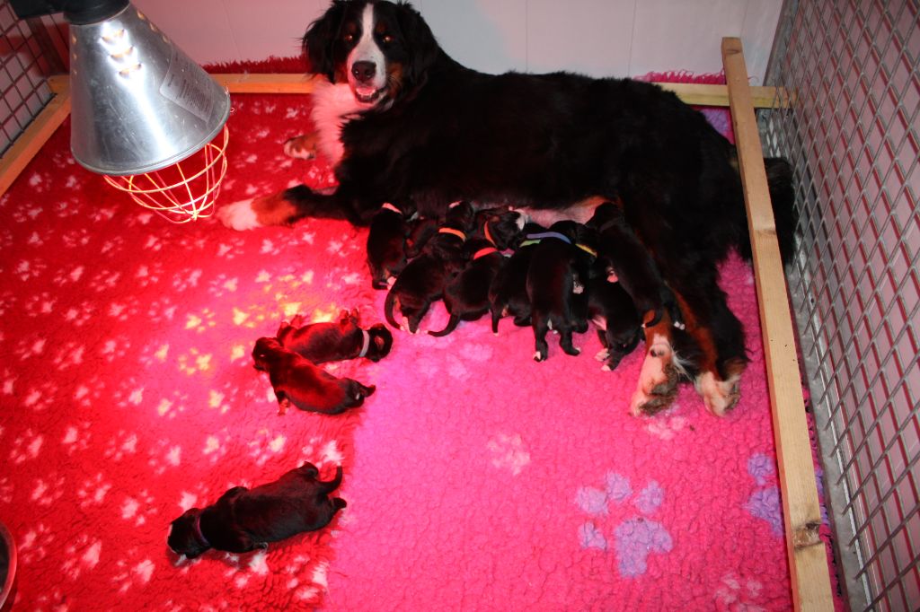 Le lapin de Pâques nous a offert 11 bébés bernois !