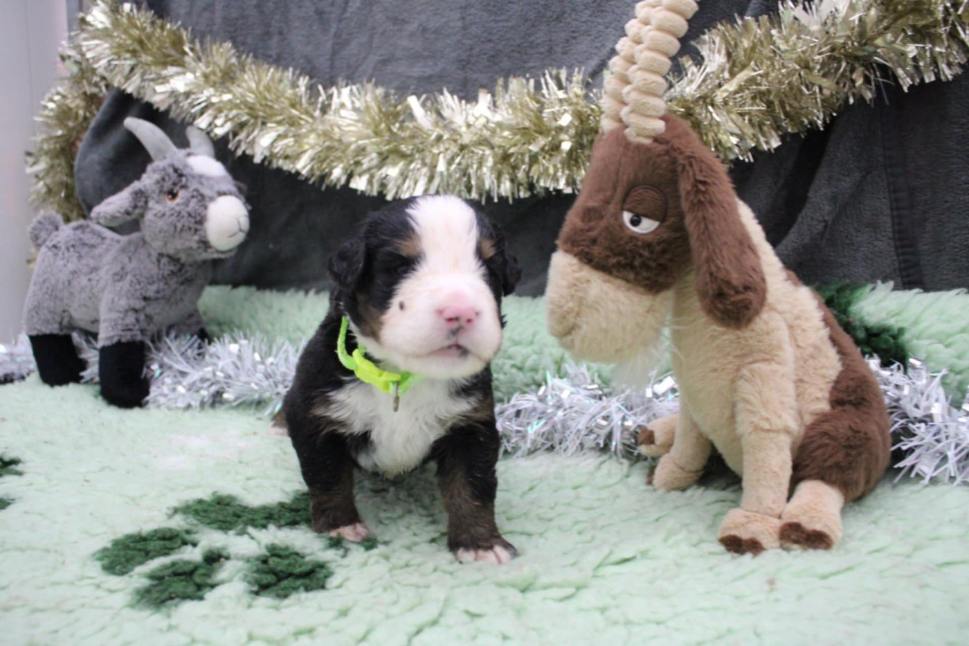 Maxence Demange - Chiots disponibles - Bouvier Bernois