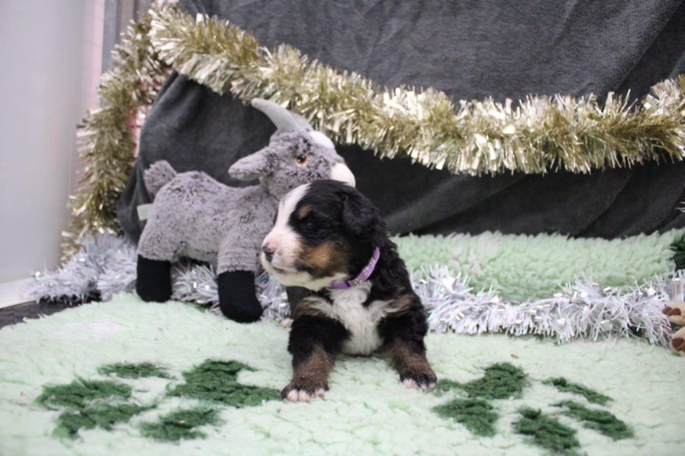 Maxence Demange - Chiots disponibles - Bouvier Bernois