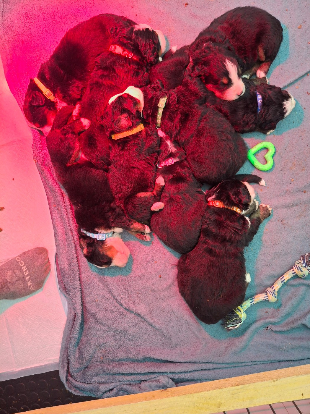 Chiot Bouvier Bernois Maxence Demange