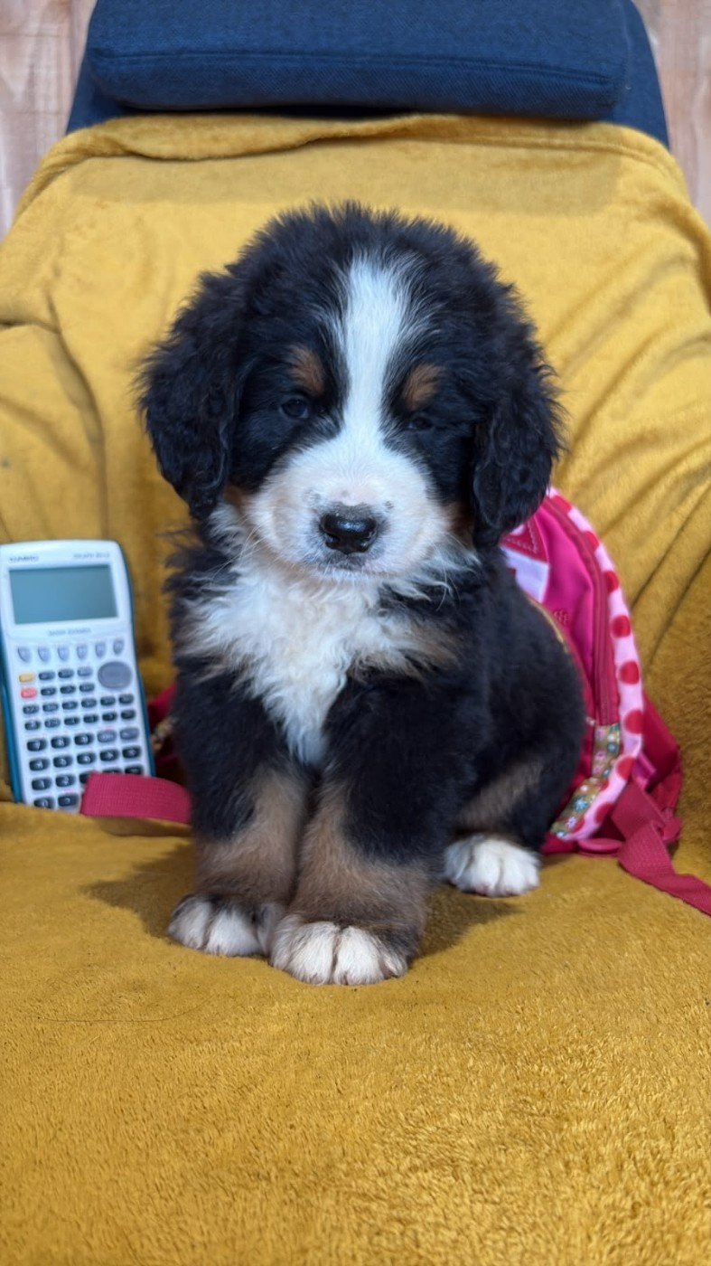 Maxence Demange - Chiots disponibles - Bouvier Bernois