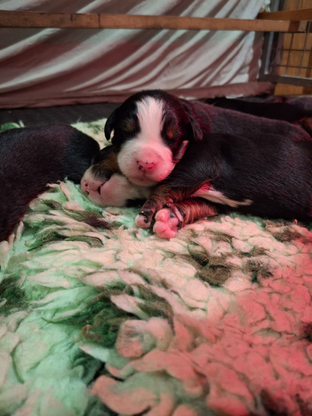 Maxence Demange - Chiots disponibles - Bouvier Bernois