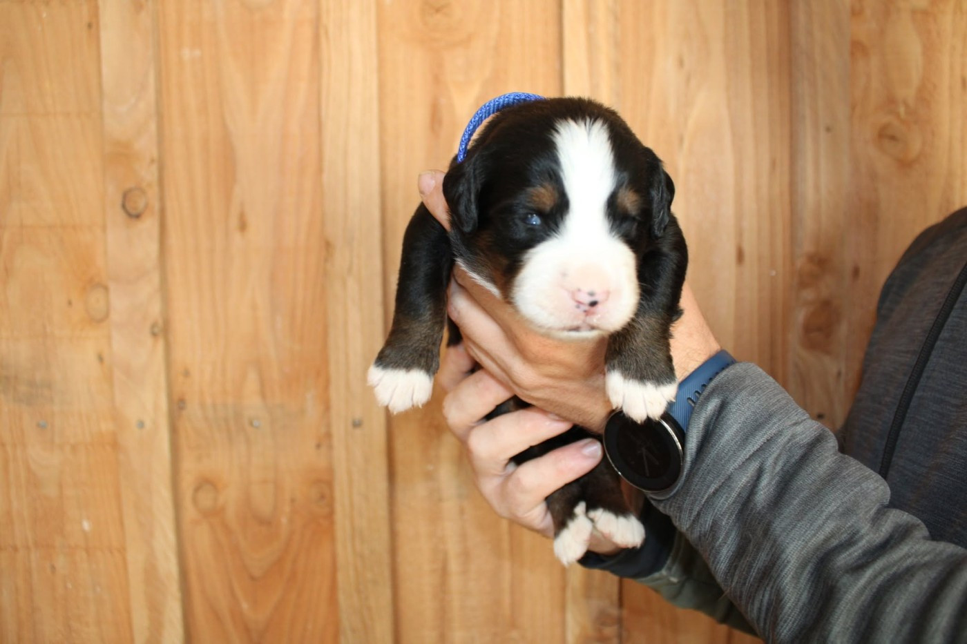 Maxence Demange - Chiots disponibles - Bouvier Bernois