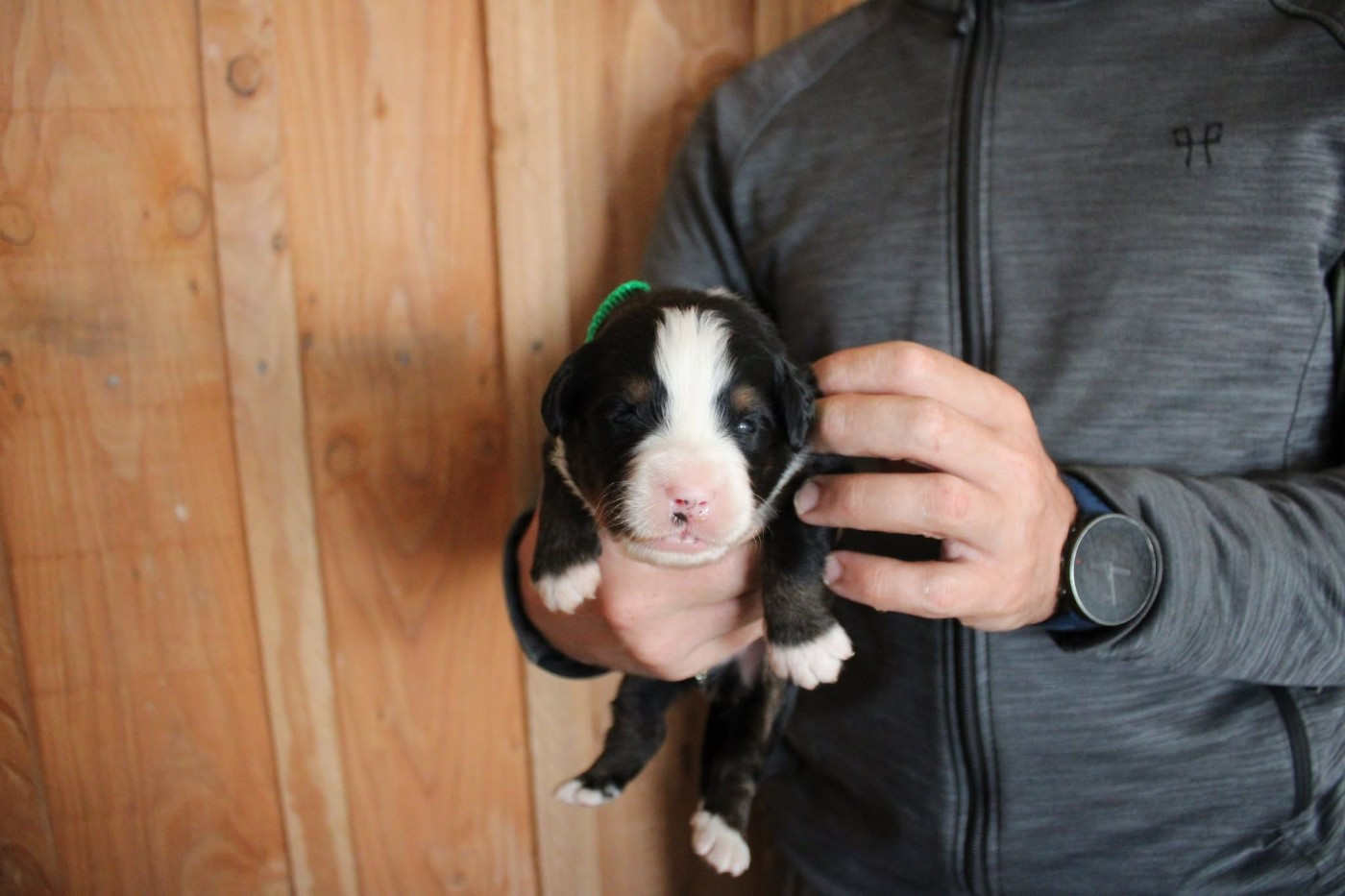 Maxence Demange - Chiots disponibles - Bouvier Bernois