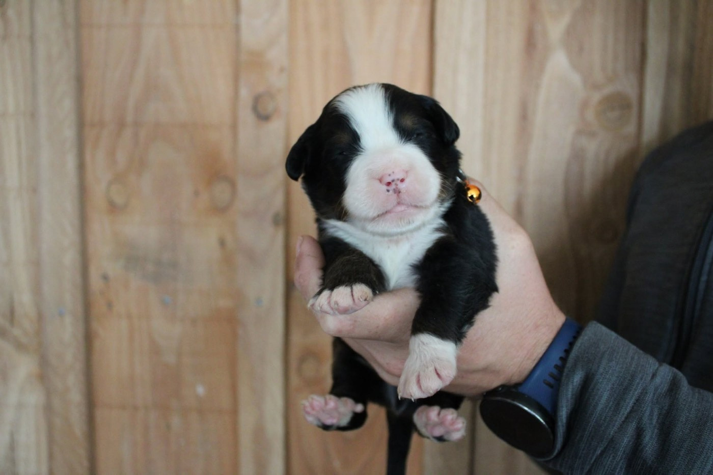 Maxence Demange - Chiots disponibles - Bouvier Bernois