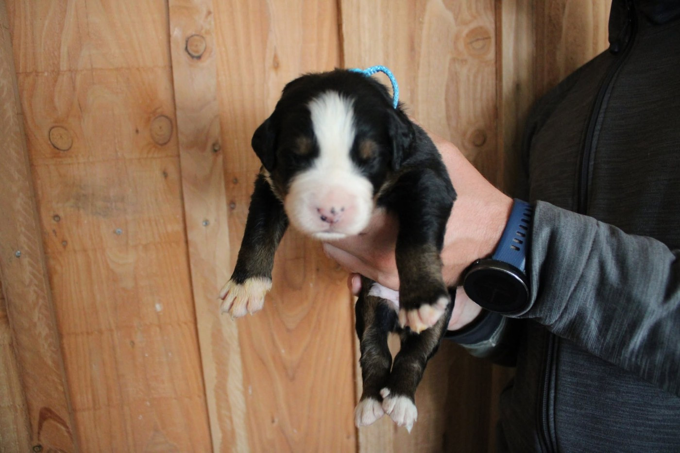 Maxence Demange - Chiots disponibles - Bouvier Bernois