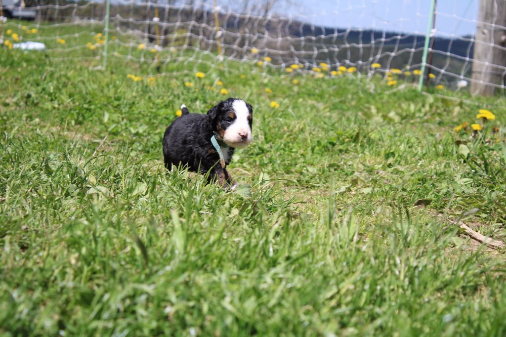 Maxence Demange - Chiots disponibles - Bouvier Bernois