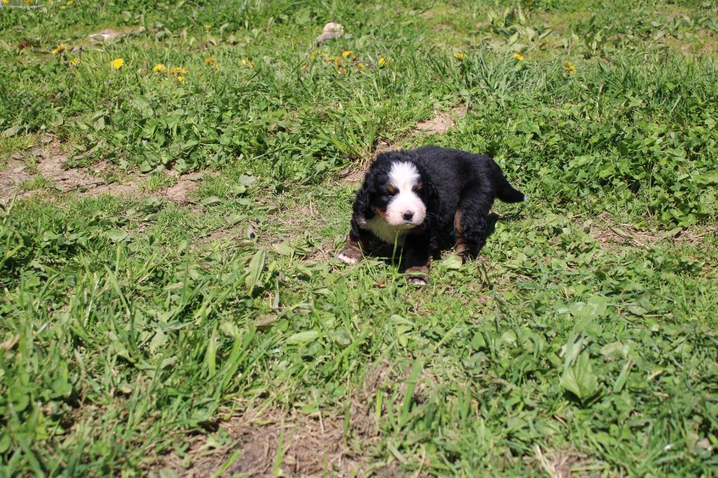 Maxence Demange - Chiots disponibles - Bouvier Bernois