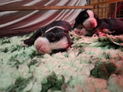 CHIOT 6