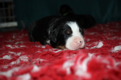 CHIOT 2