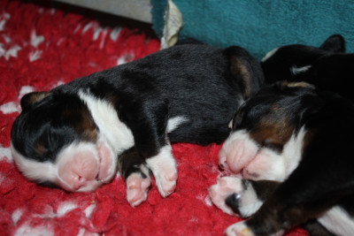 CHIOT 4