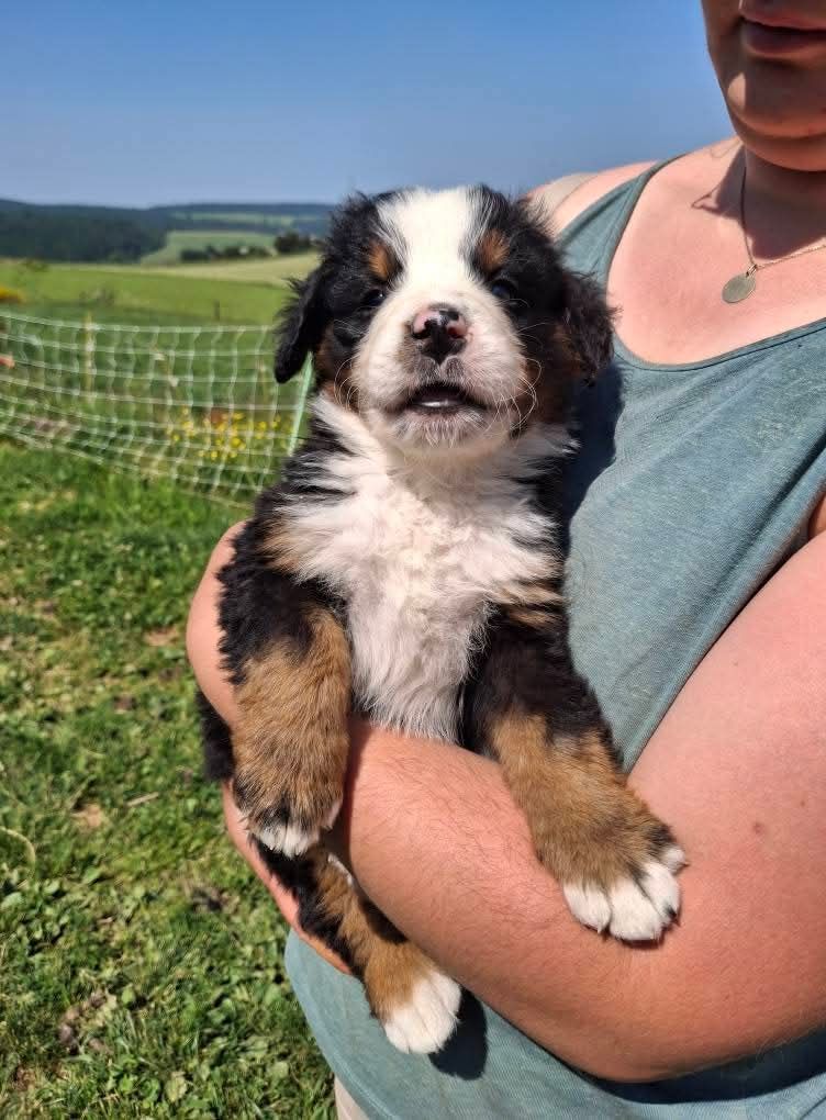 Maxence Demange - Chiots disponibles - Bouvier Bernois