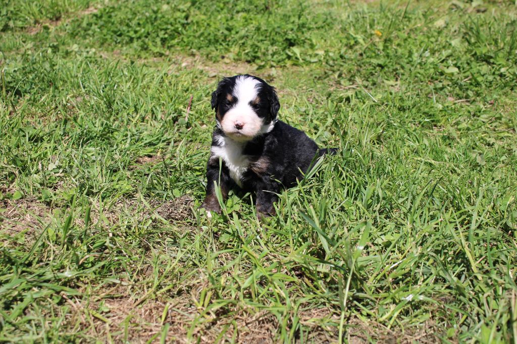 Maxence Demange - Chiots disponibles - Bouvier Bernois